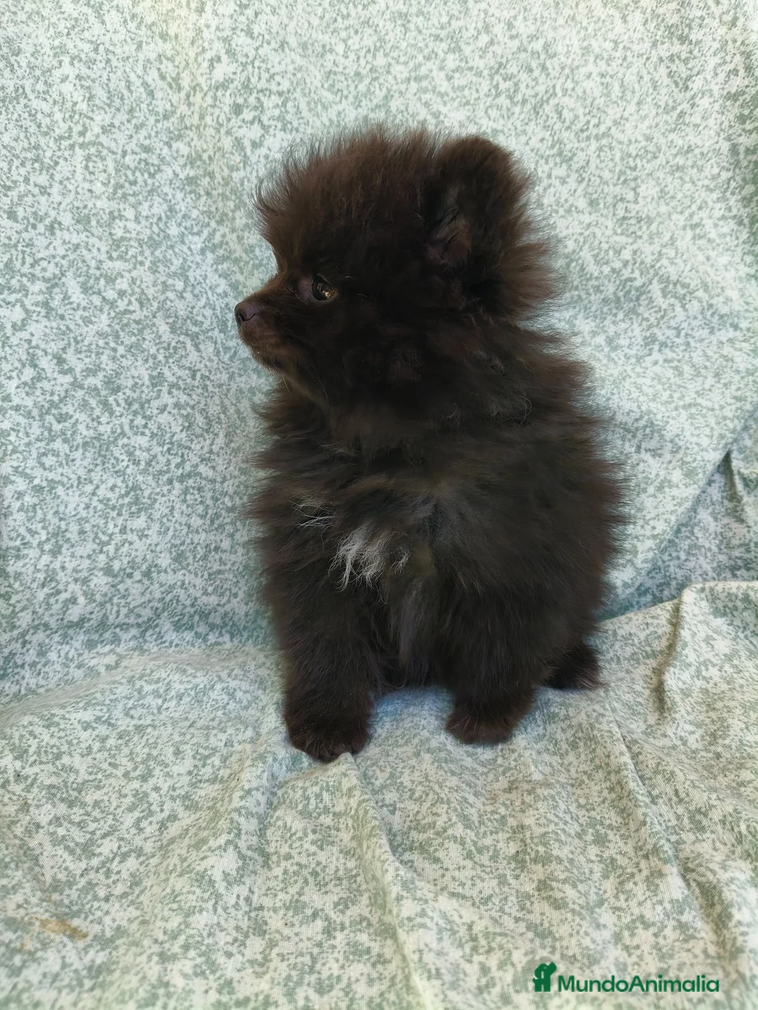 Pomerania perros en venta: Pomerania Toy - Anuncio 1