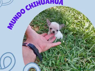 Chihuahua perros chihuahua linea rusa muy chato y toy - Anuncio 1