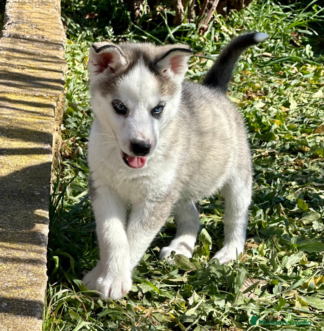 Husky Siberiano perros en venta: HUSKY GRIS OJOS AZULES NACIONAL en Barcelona - Imagen 4