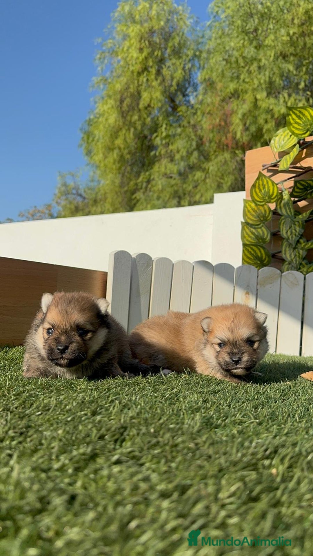 Pomerania perros en venta: POMERANIA MACHOS - Imagen 6