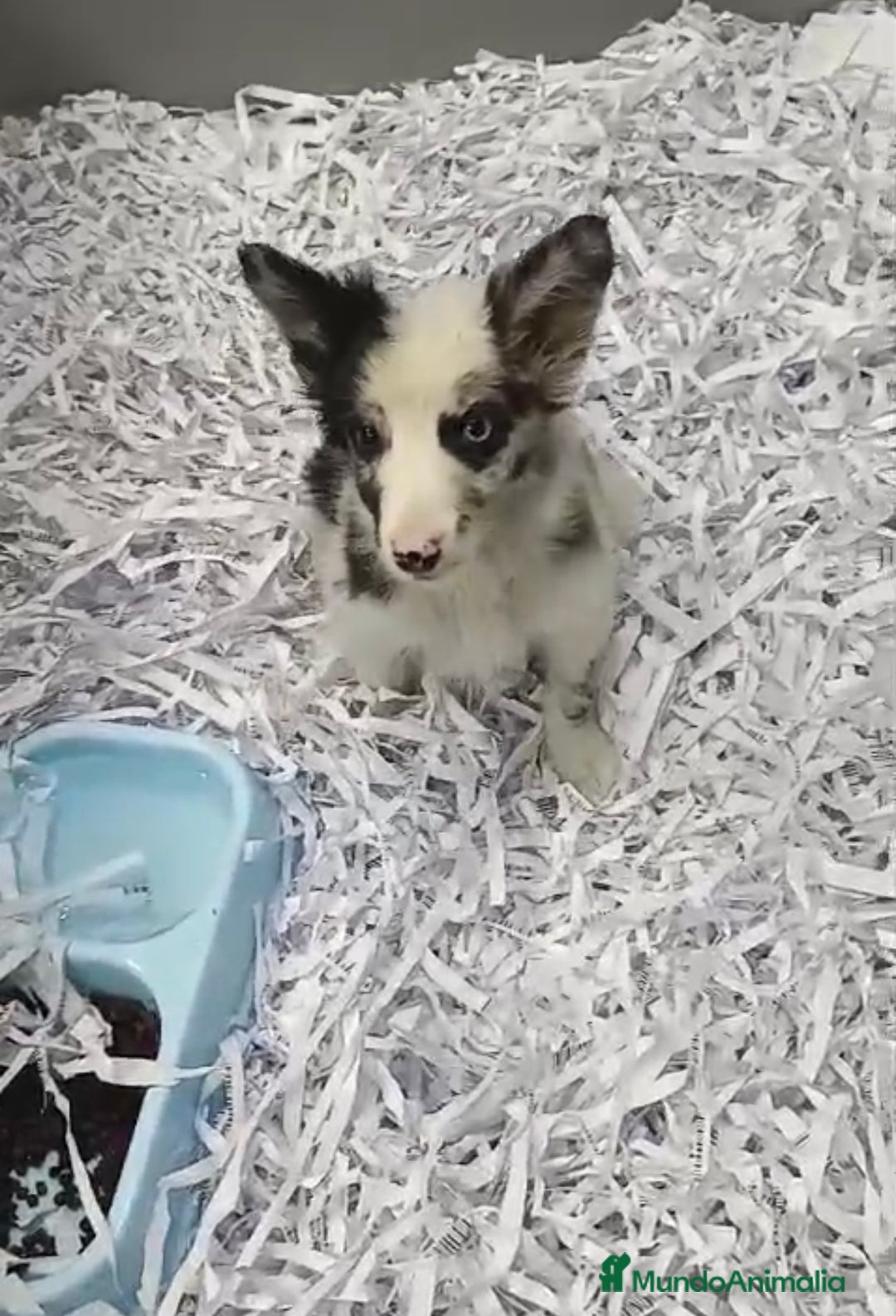 Border Collie perros en venta: PRECIOSOS CACHORROS DE BORDER COLLIE - Anuncio 2