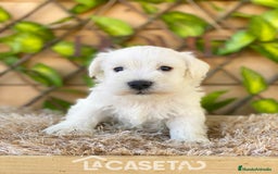 Schnauzer Miniatura perros en venta: Camada de Dalila - Imagen 13