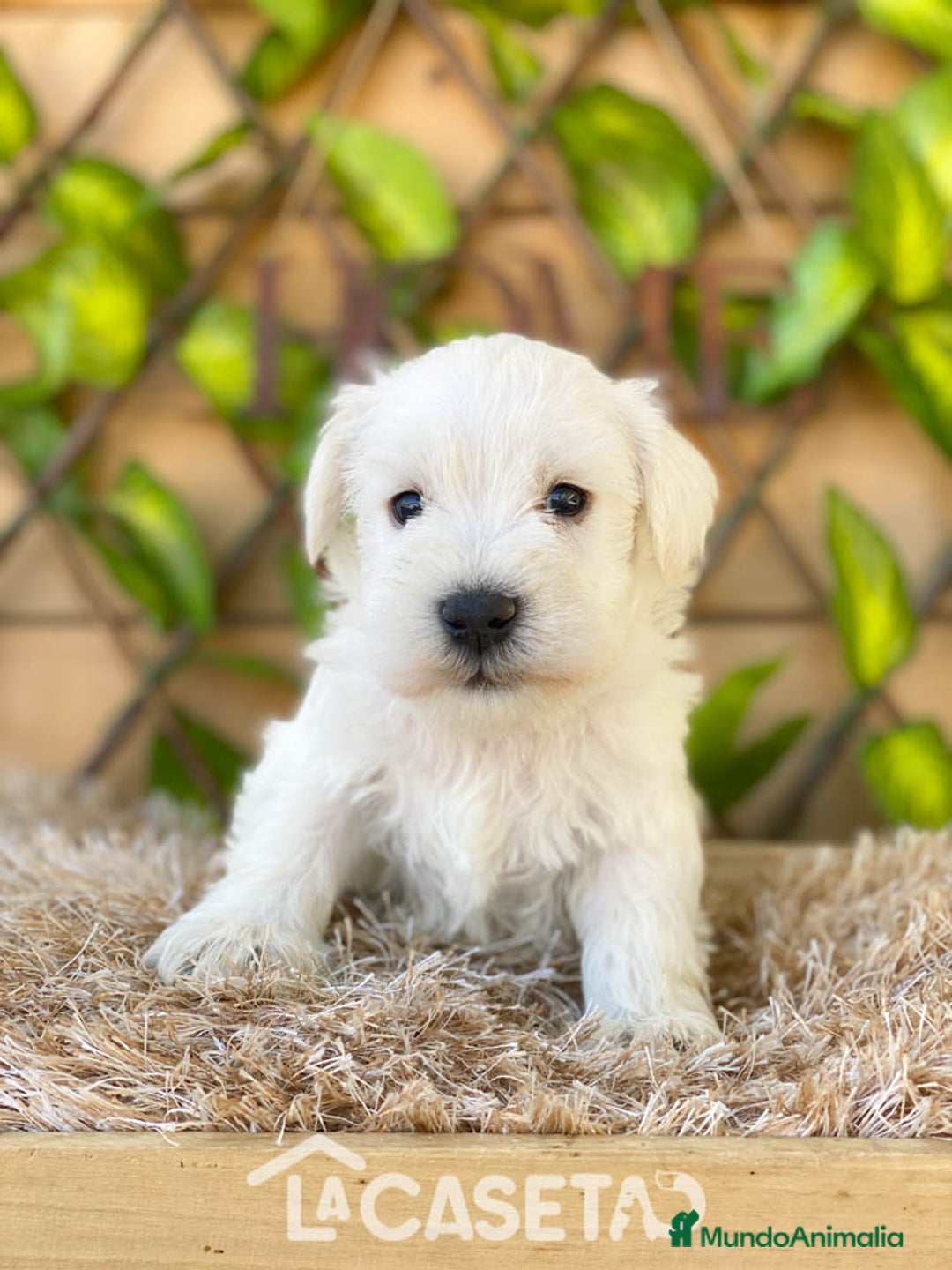 Schnauzer Miniatura perros en venta: Camada de Dalila - Imagen 13