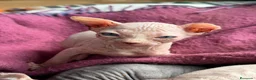 Sphynx gatos en venta: Sphynx blancos y bicolor - Anuncio 20