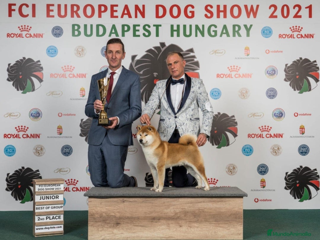 Shiba Inu perros en venta: Shiba Inu - Anuncio 2