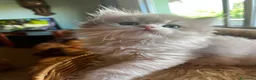 Británico de Pelo Corto gatos en venta: Camada de british longhair y shorthair golden - Anuncio 10