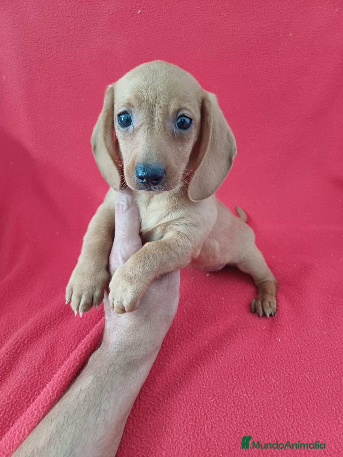 Teckel Miniatura perros Teckel Mini  - Anuncio 29