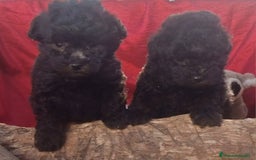 Caniche Enano perros en venta: Caniches enanos color plata - Imagen 7