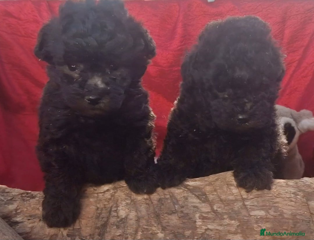 Caniche Enano perros en venta: Caniches enanos color plata - Imagen 7