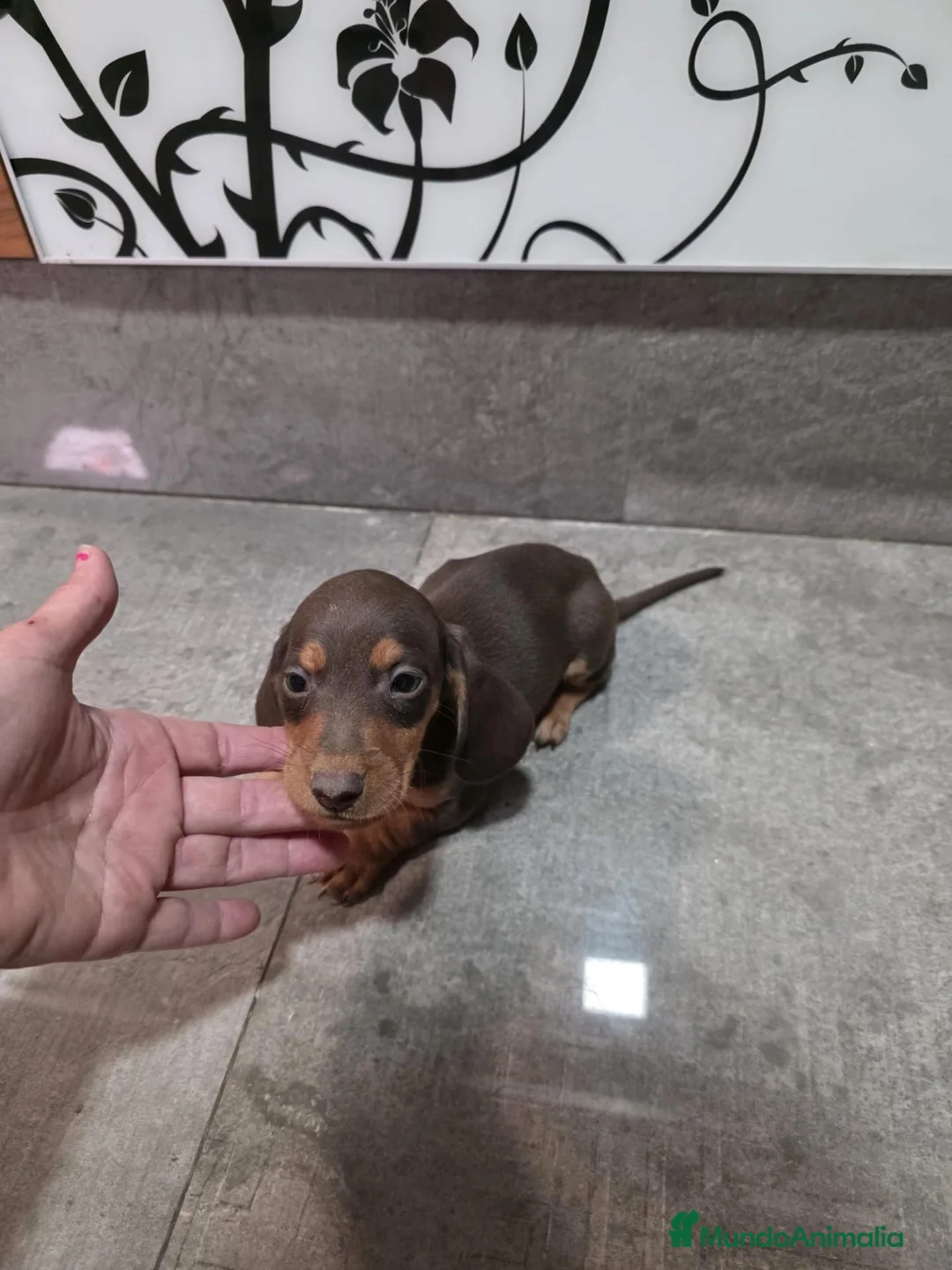 Teckel Miniatura perros en venta: Teckel kanichen  - Anuncio 1
