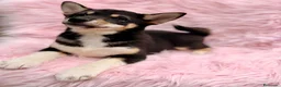 Shiba Inu perros en venta: Shiba Inu rojo y tricolor  - Anuncio 10