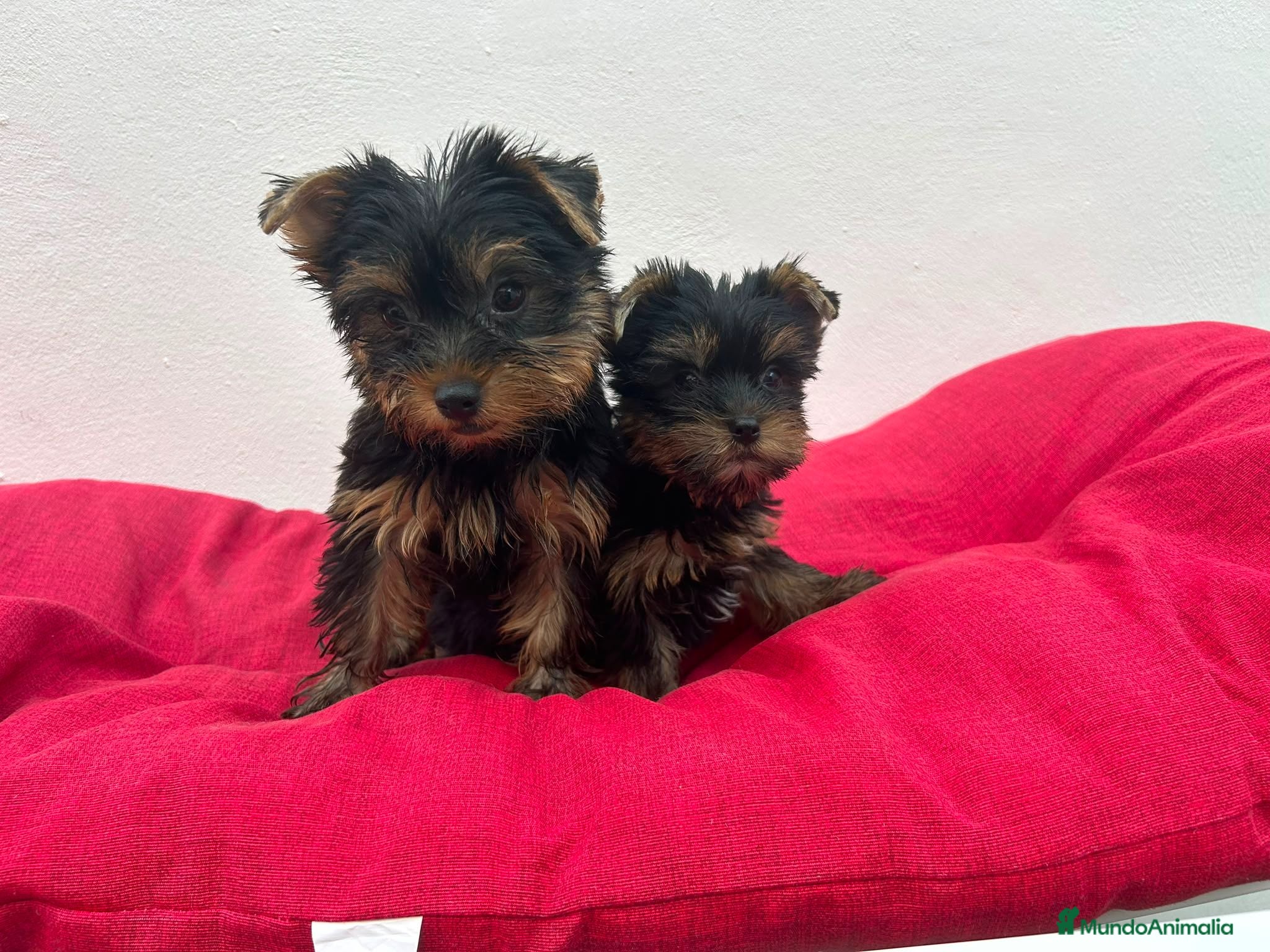 Yorkshire Terrier perros Yorkshire miniatura  - Anuncio 2