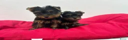 Yorkshire Terrier perros en venta: Yorkshire miniatura  - Anuncio 1