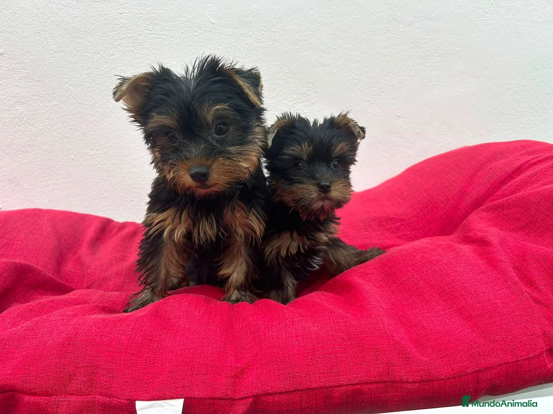 Yorkshire Terrier perros en venta: Yorkshire miniatura  - Anuncio 1