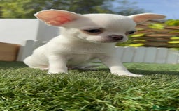 Chihuahua perros en venta: CHIHUAHUA MACHO - Imagen 1