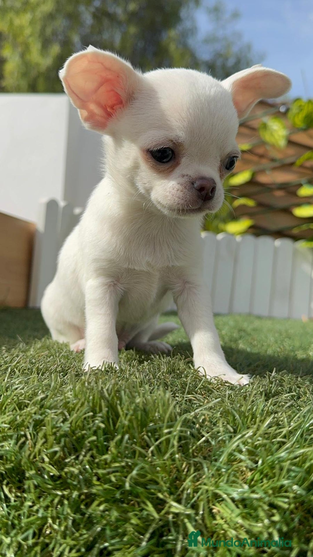 Chihuahua perros en venta: CHIHUAHUA MACHO - Imagen 1