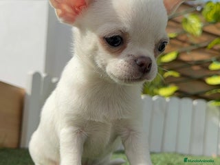 Chihuahua perros - Anuncio 1