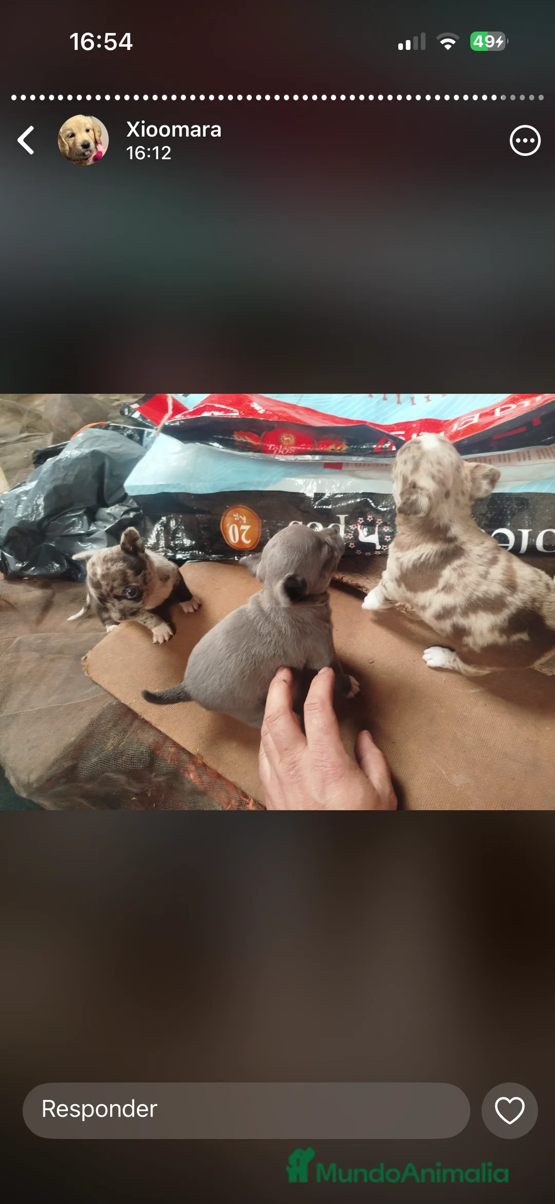 Chihuahua perros en venta: Espectaculares chihuahuas exóticos  en Cádiz - Anuncio 4