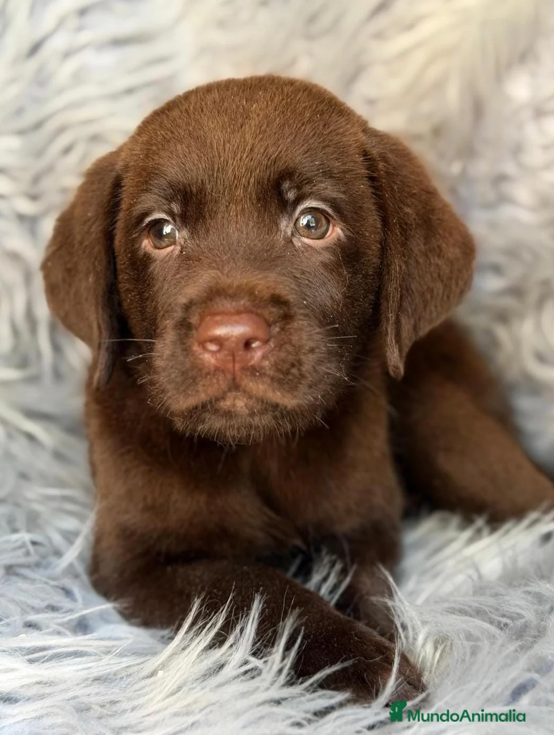 Labrador Retriever perros en venta: LABRADOR RETRIEVER CHOCOLATE CALIDAD - Anuncio 10