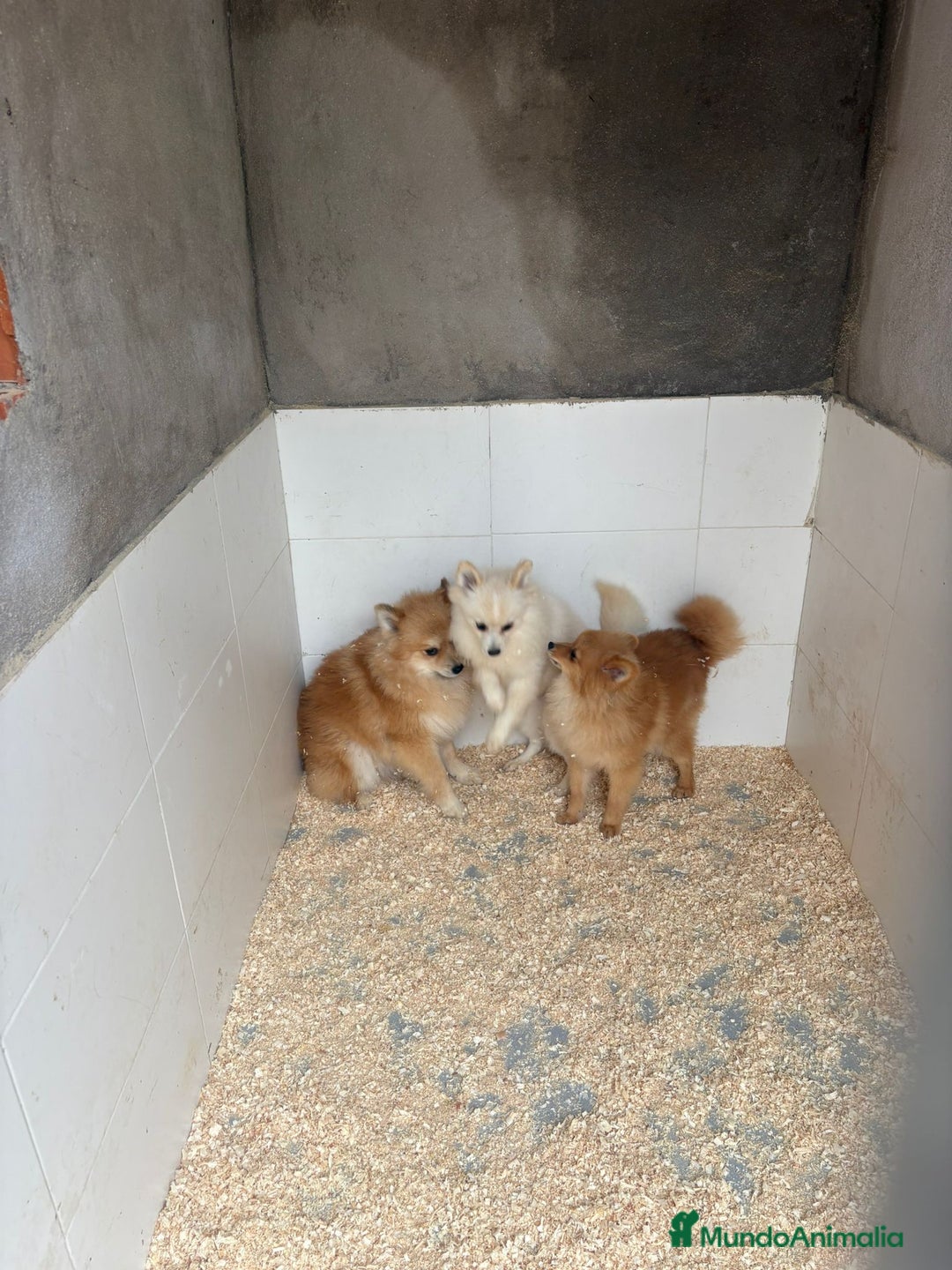 Pomerania perros en venta: Pomerania machos - Anuncio 3