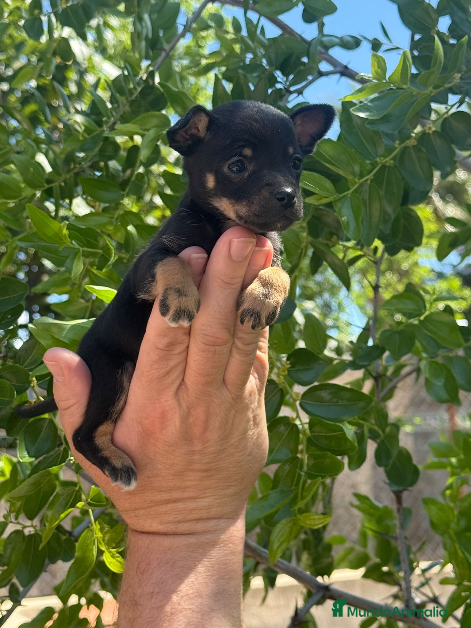 Pinscher Miniatura perros Rateros murcianos mini Pinscher  - Anuncio 1