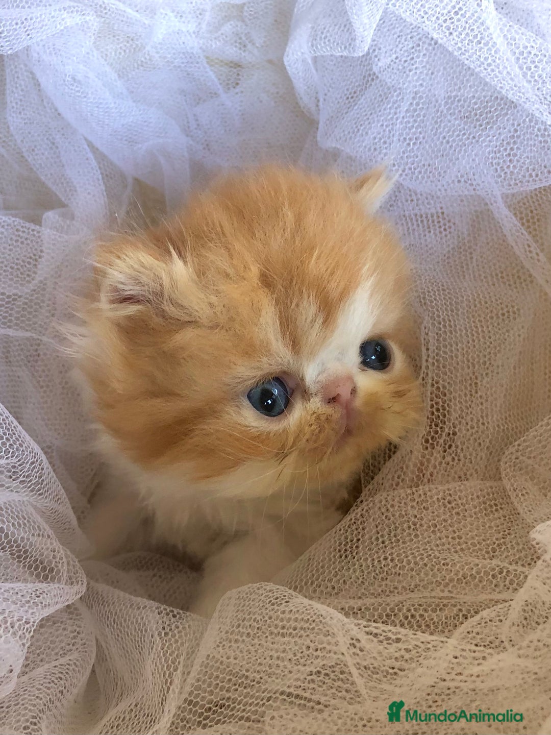 Persa gatos en venta: GATITOS PERSAS - Imagen 2