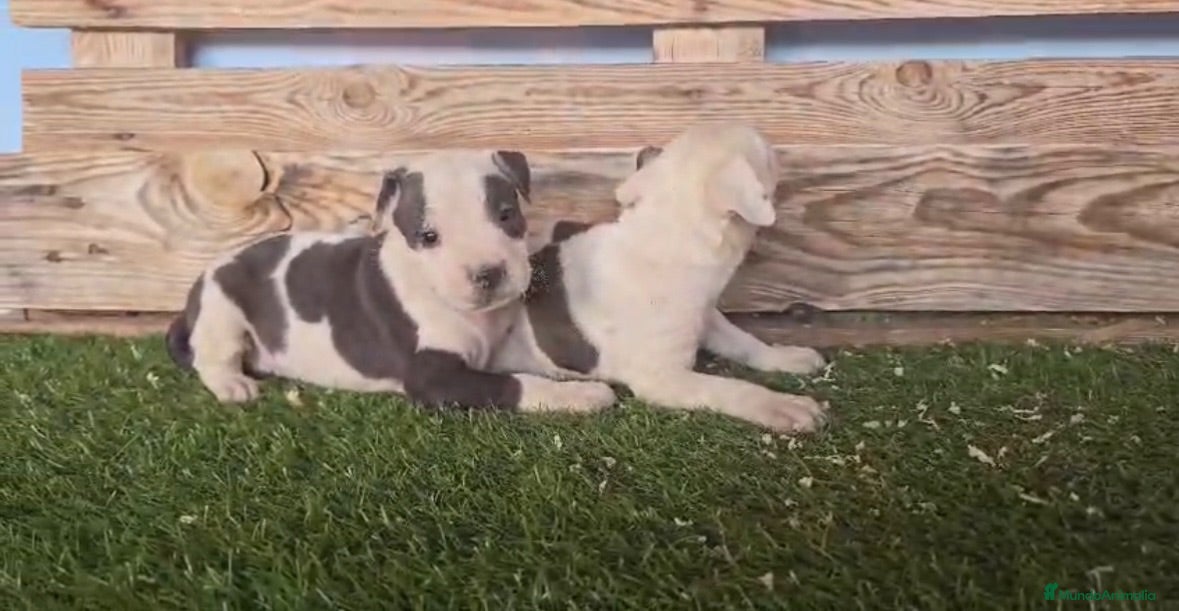American Staffordshire-Terrier perros American stanford 🐶🐾 - Anuncio 2