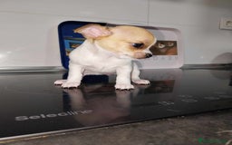 Chihuahua perros en venta: Chihuahua toy - Imagen 3