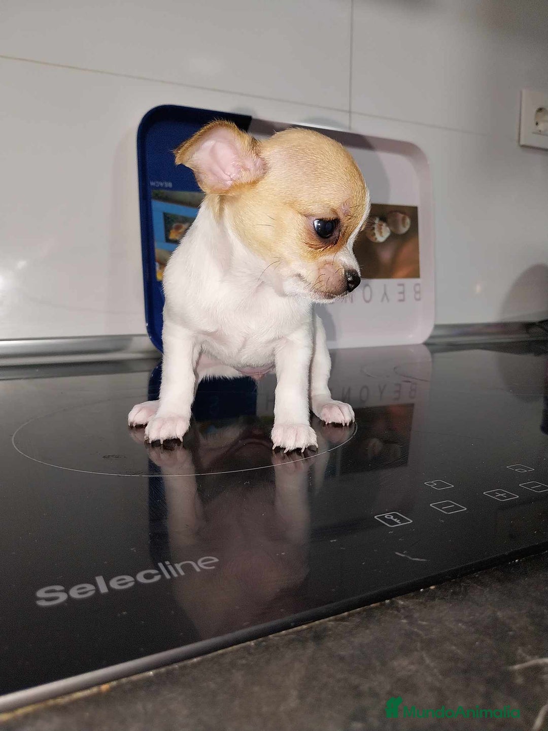 Chihuahua perros en venta: Chihuahua toy - Imagen 3