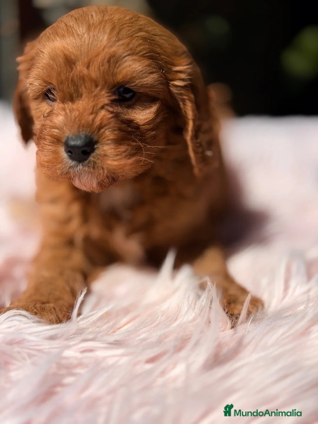 Cavapoo perros en venta: Cavapoo Toy roja  - Anuncio 2