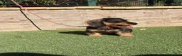 Teckel perros en venta: Teckel pelo duro  - Anuncio 3