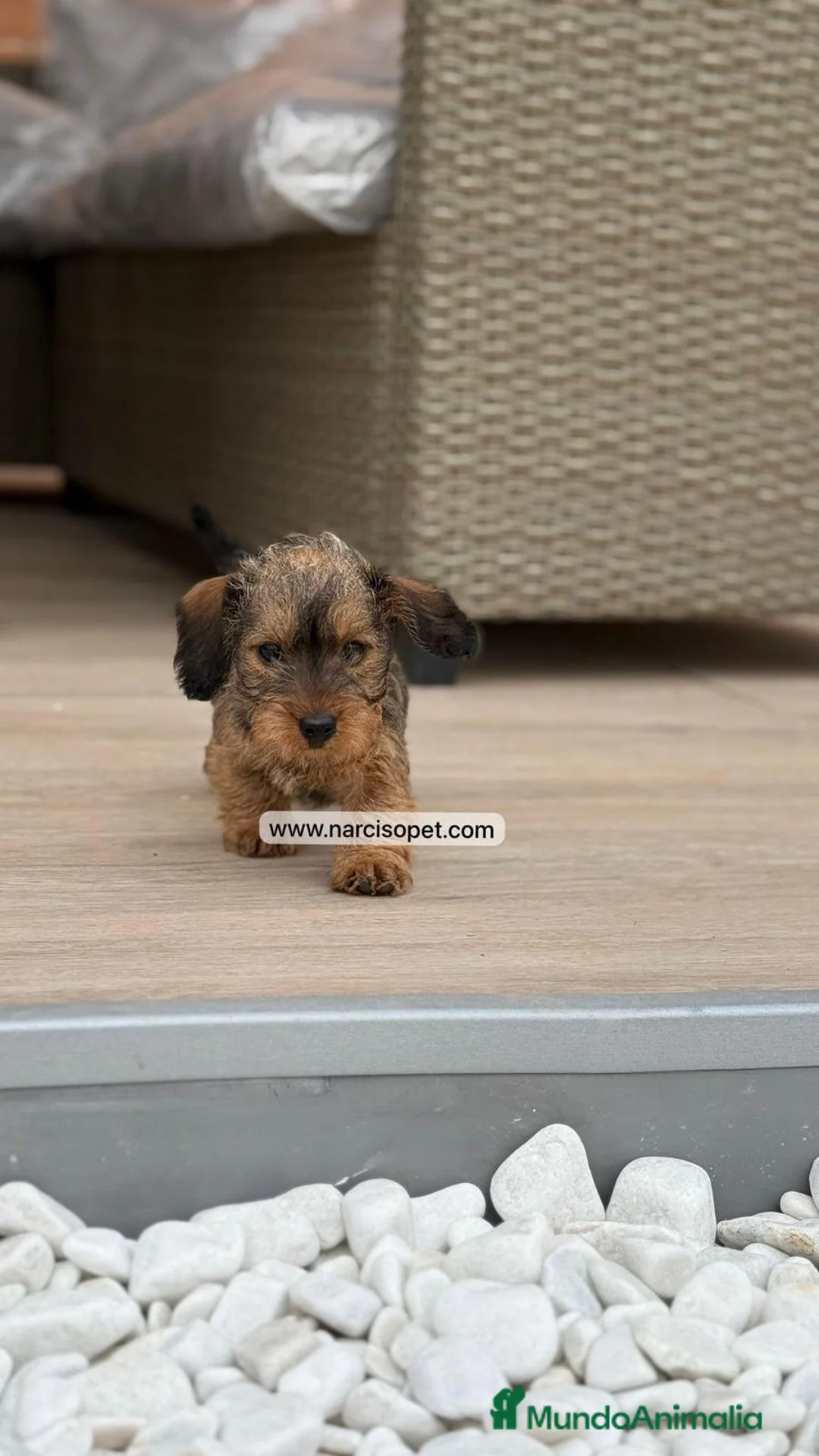 Teckel Miniatura perros en venta: CACHORRO TECKEL PELO DURO - Anuncio 8