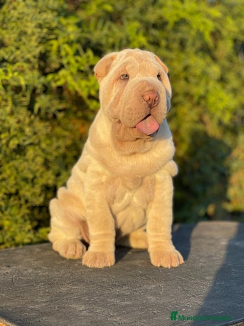 Shar Pei perros en Málaga - Anuncio 20