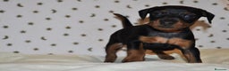 Pinscher Miniatura perros en venta: Pinscher miniatura (DISPONIBLES)  en Ciudad Real - Anuncio 7