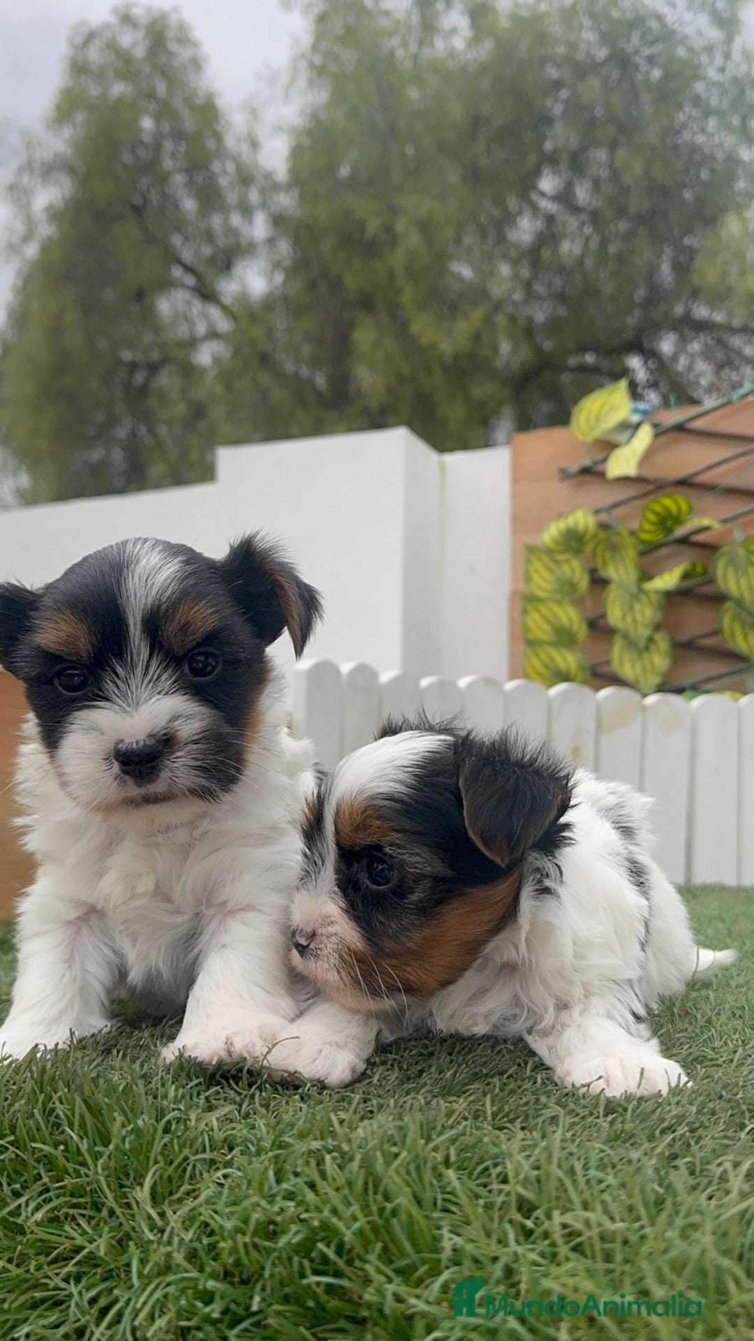 Yorkshire Terrier perros en venta: YORKSHIRE BIEWER MACHO - Anuncio 8