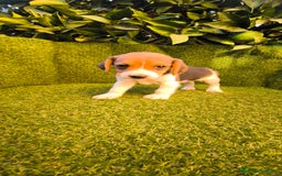 Beagle perros en venta: beagles tricolor  - Imagen 17