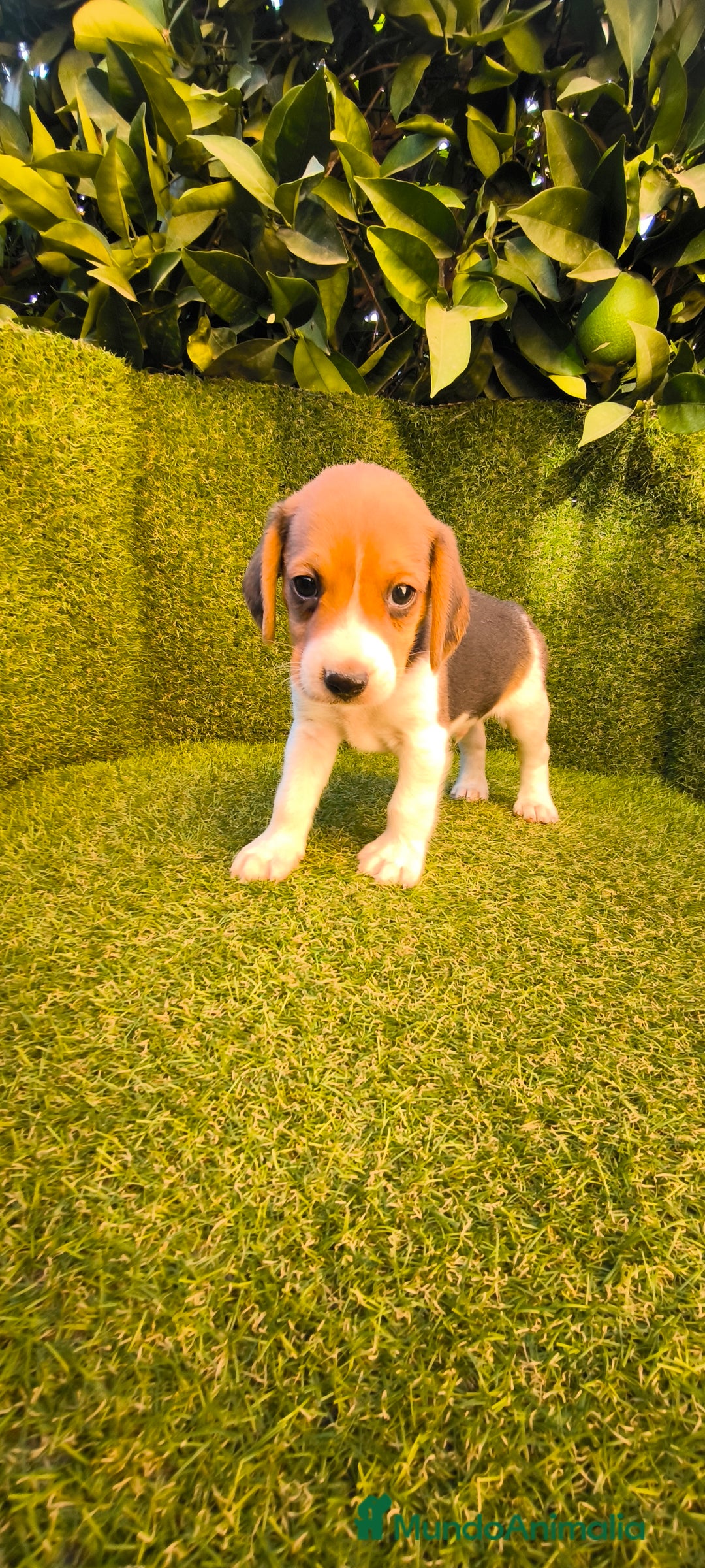 Beagle perros en venta: beagles tricolor  - Imagen 17
