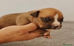 American Bully perros en venta: Cachorros de American Bully - Imagen 5