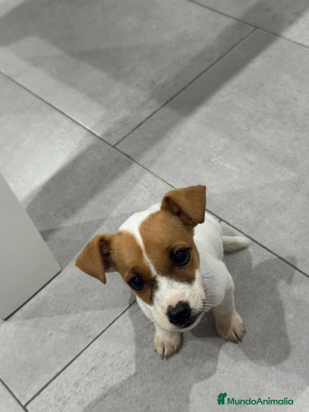 Jack Russell Terrier perros en venta: JACK RUSSELL TERRIER - Anuncio 2