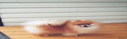 Pomerania perros en venta: Ositos pomerania toy ‼️ - Anuncio 2