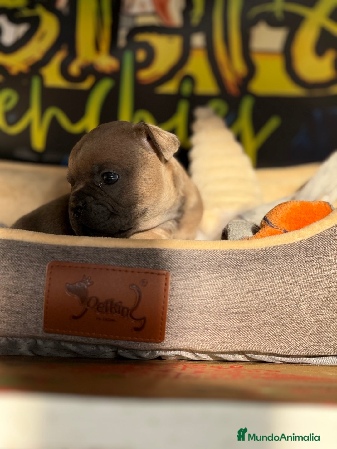 Bulldog Francés perros en venta: Blue Fawn  - Anuncio 3