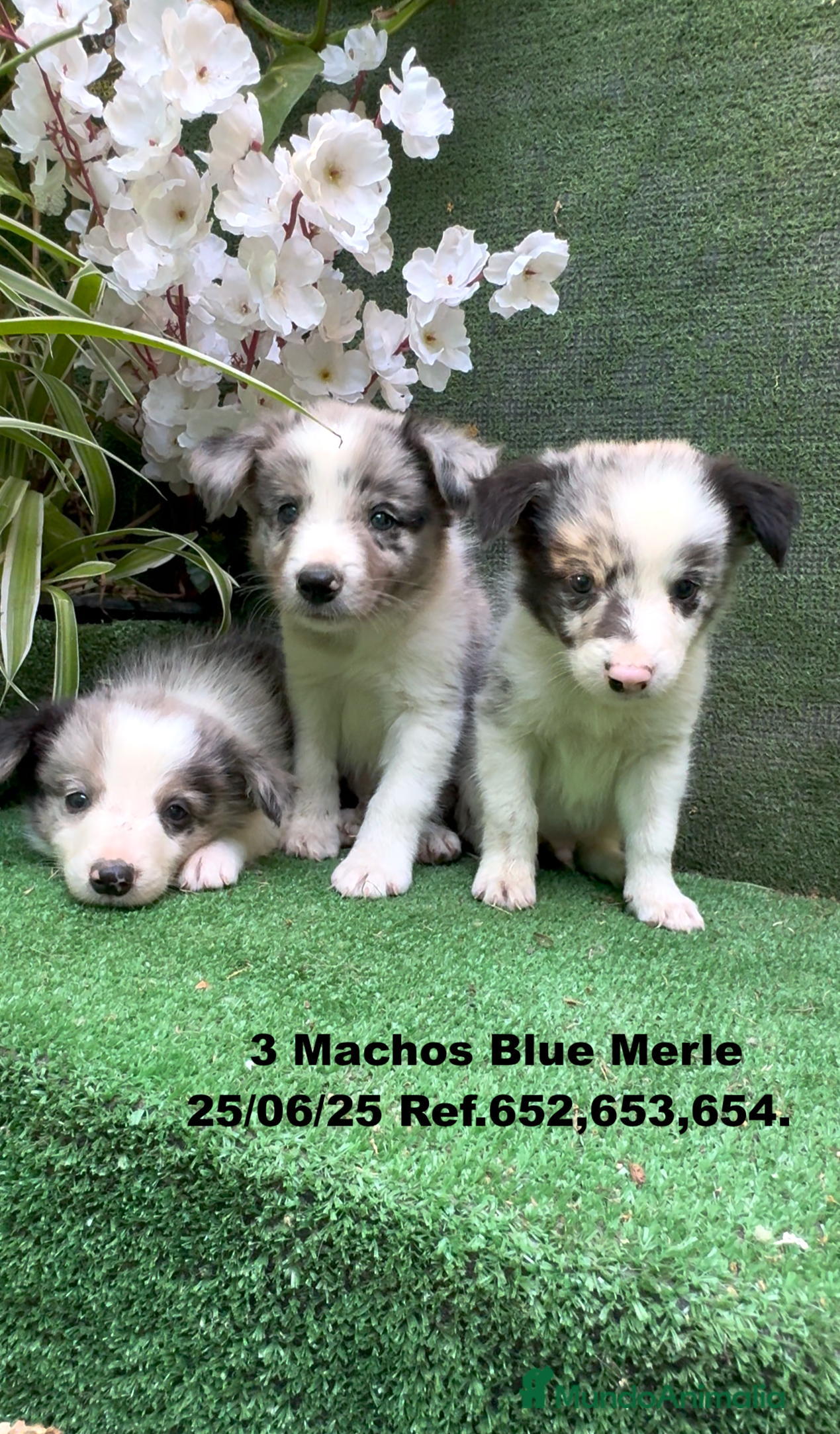 Border Collie perros BORDER COLLIE DE VILLA BIZNAGA - Anuncio 7