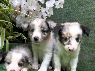Border Collie perros BORDER COLLIE DE VILLA BIZNAGA - Anuncio 8