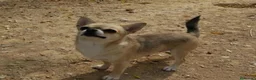 Chihuahua perros en venta: Chihuahas cabeza de manzana - Anuncio 19