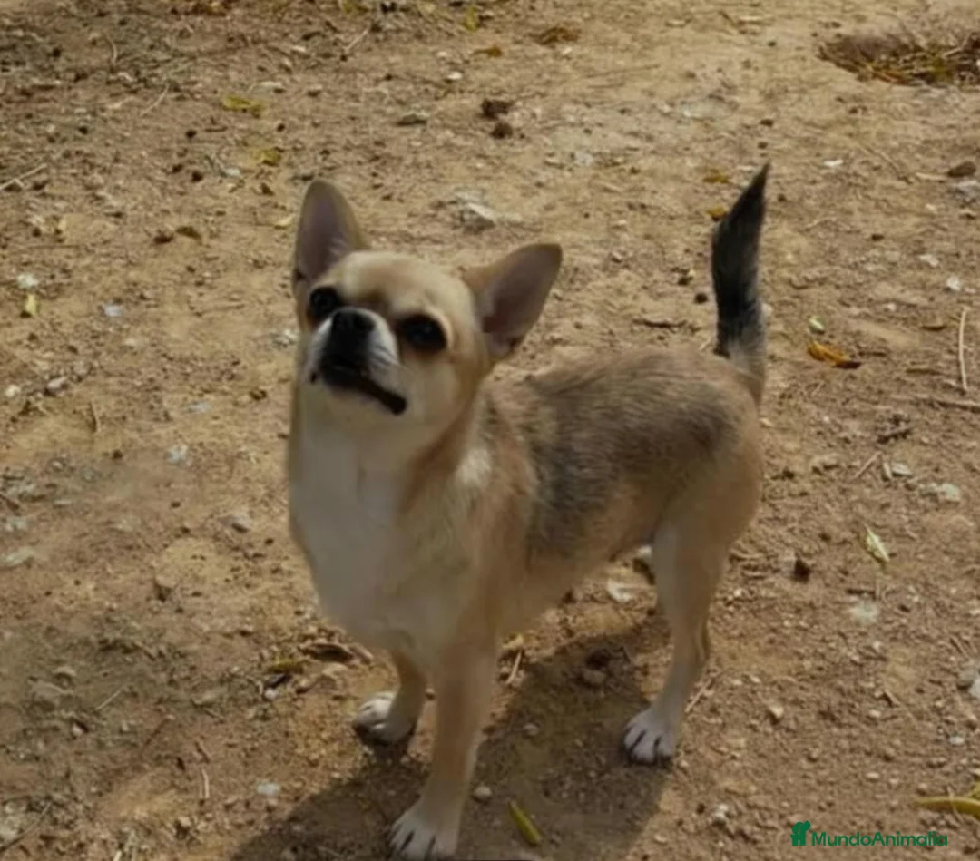 Chihuahua perros en venta: Chihuahas cabeza de manzana - Anuncio 19