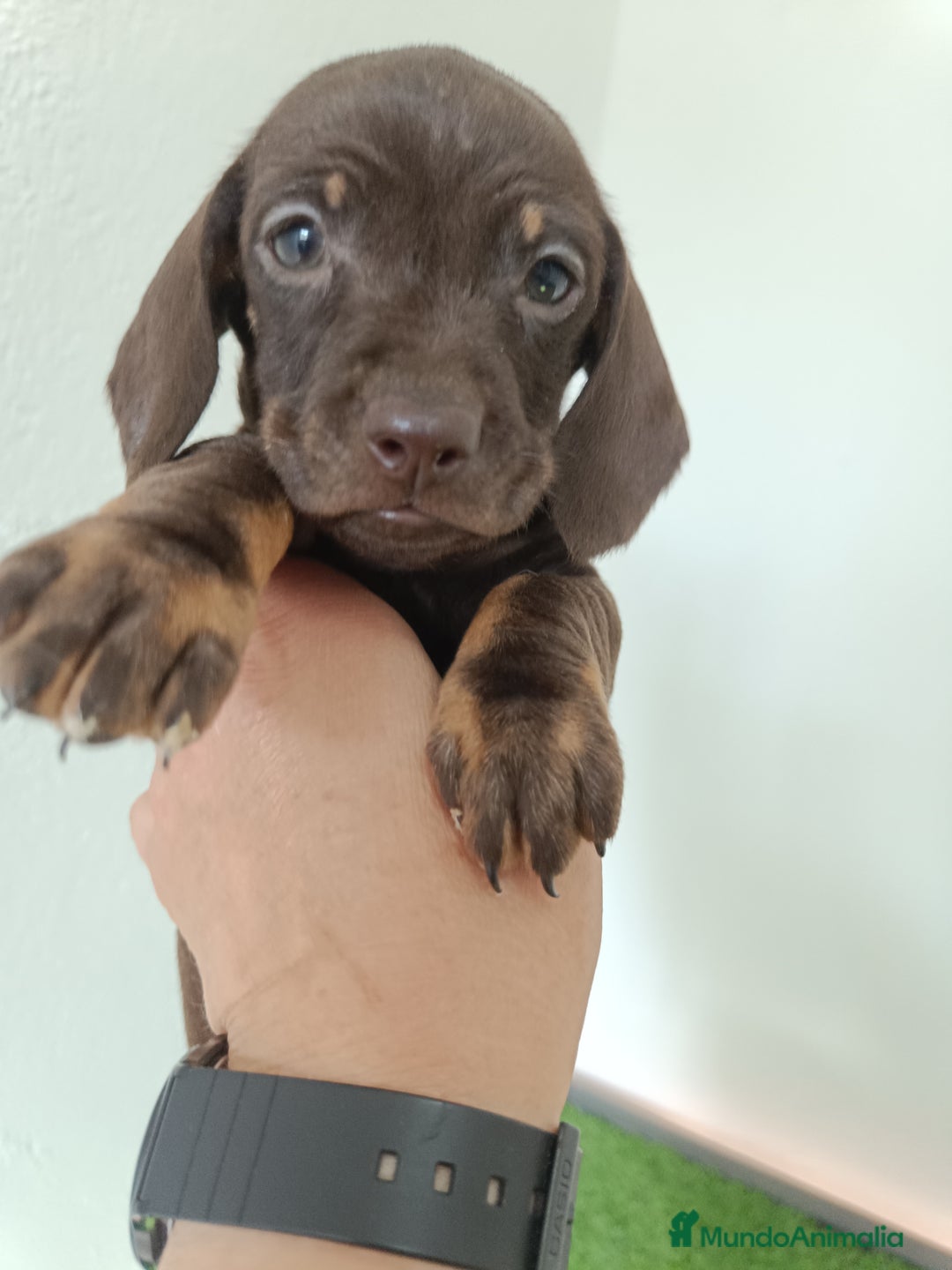 Teckel Miniatura perros en venta: Teckel kaninchen  - Anuncio 3