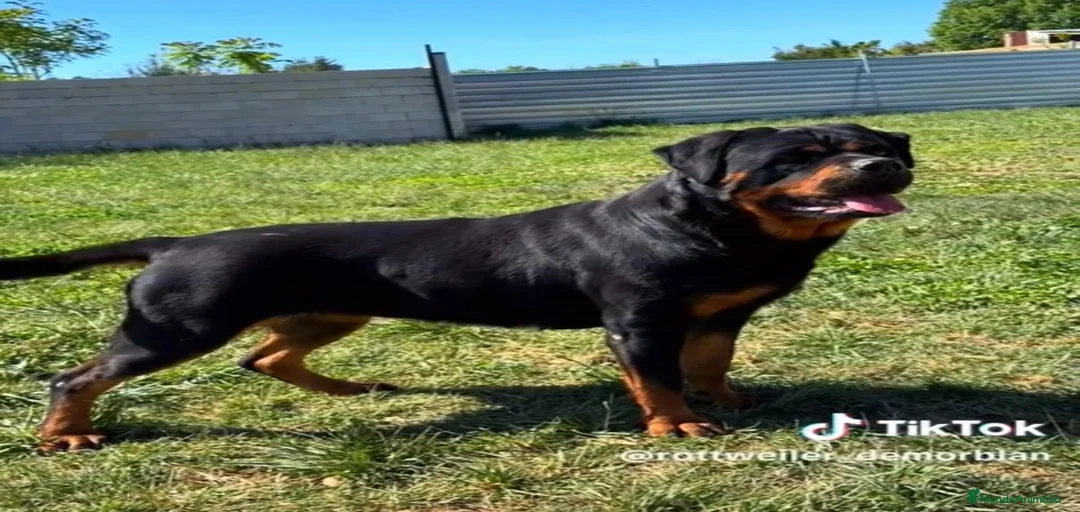 Imagen de galería {{count}}