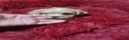 Maltipoo perros en venta: Maltipoo - Anuncio 8