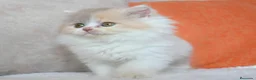 Británico de Pelo Corto gatos en venta: British Shorthair / Longhair  - Anuncio 18