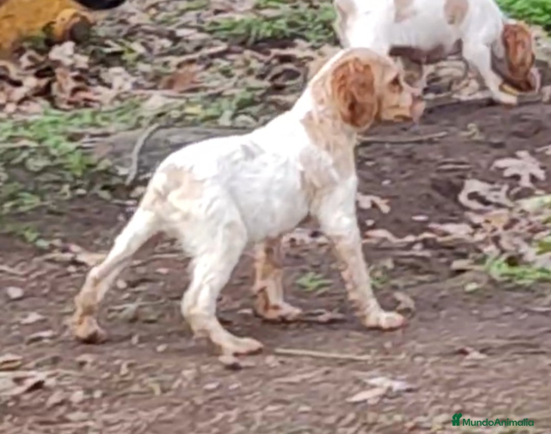 Épagneul Breton perros en venta: CACHORRAS EPAGNEUL BRETON  - Anuncio 4
